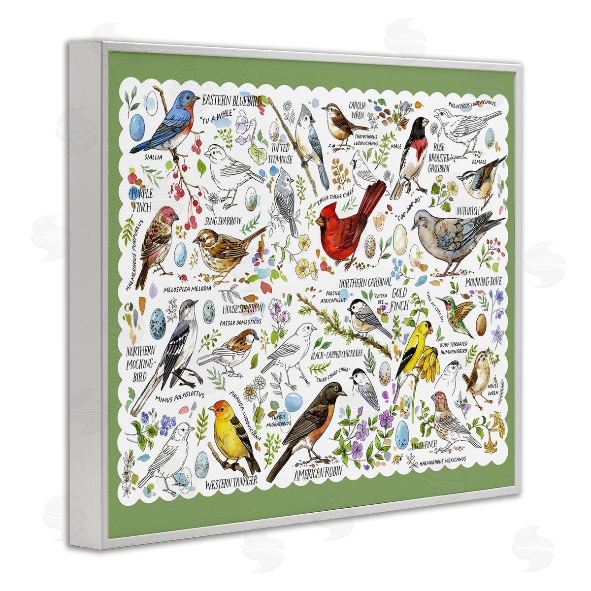 Various Bird Species White Frame Print Wall Art, Home Decor by Jane Maday