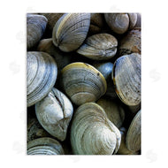 Graffi*tee Studios | Maritime Clams Pile
