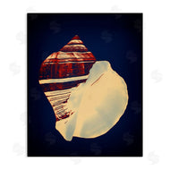 Graffi*tee Studios | Fiber Conch on Blue