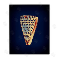 Graffi*tee Studios | Cone Shell on Blue