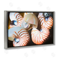 Graffi*tee Studios | Nautilus Shells Cluster