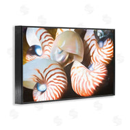 Graffi*tee Studios | Nautilus Shells Cluster