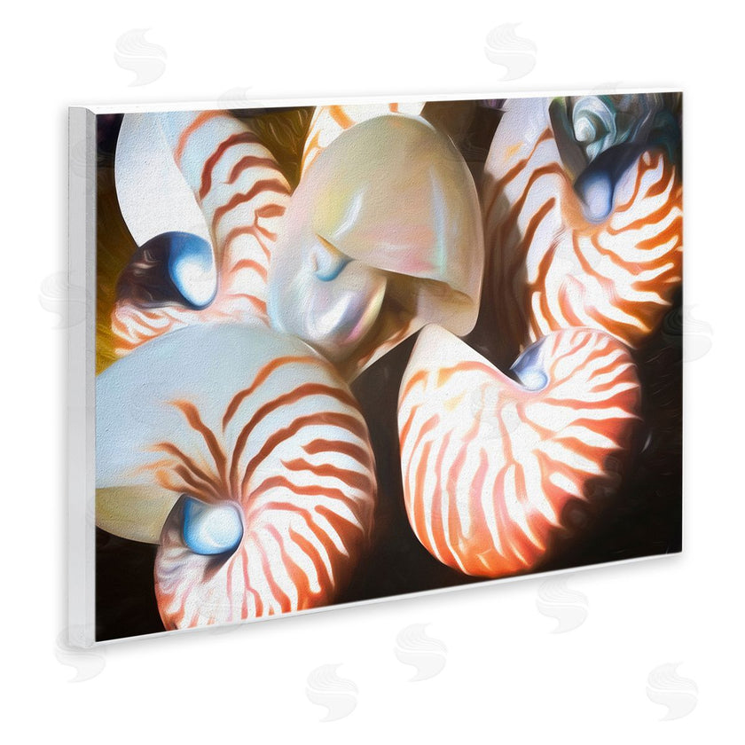 Graffi*tee Studios | Nautilus Shells Cluster