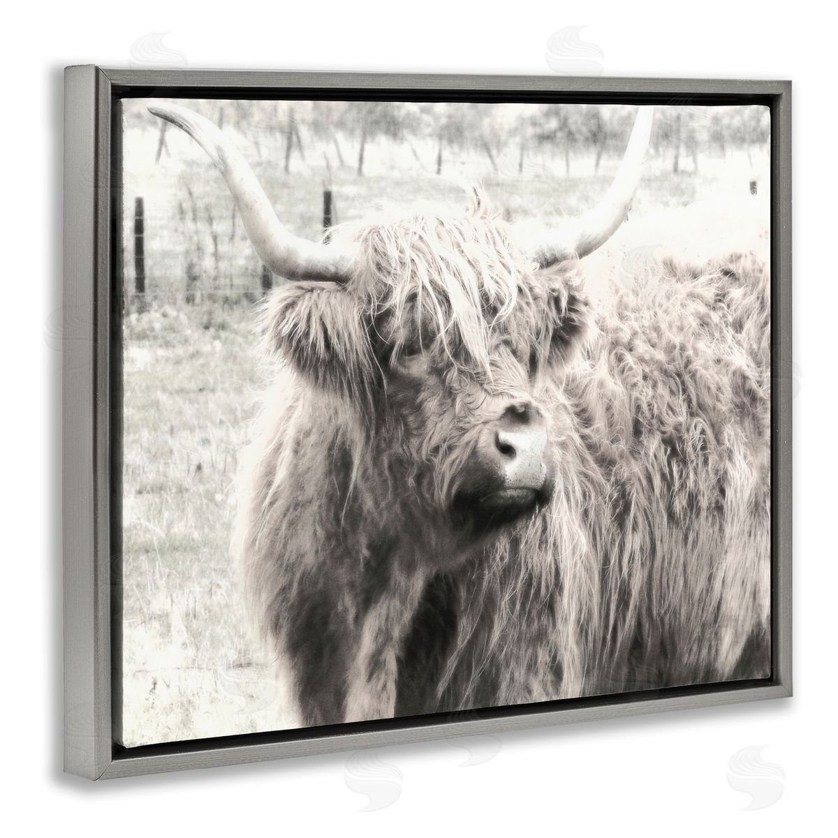 Highland Cow Gazing Portrait Grey Floating Frame Canvas Wall Art, Home Decor by Graffi*tee Studios