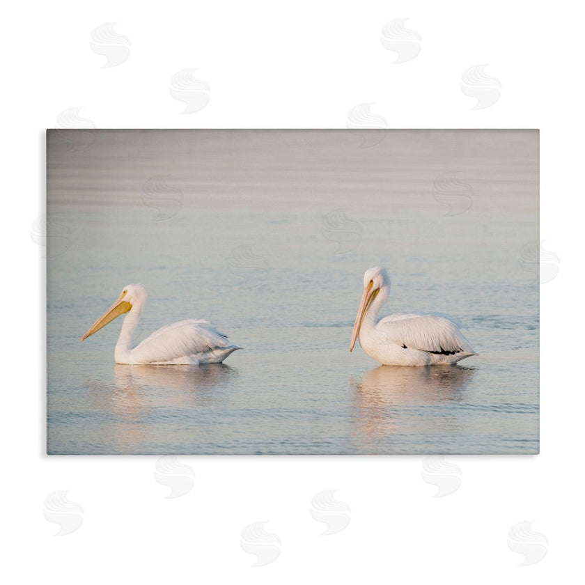 Danita Delimont | Pelicans on Calm Waters