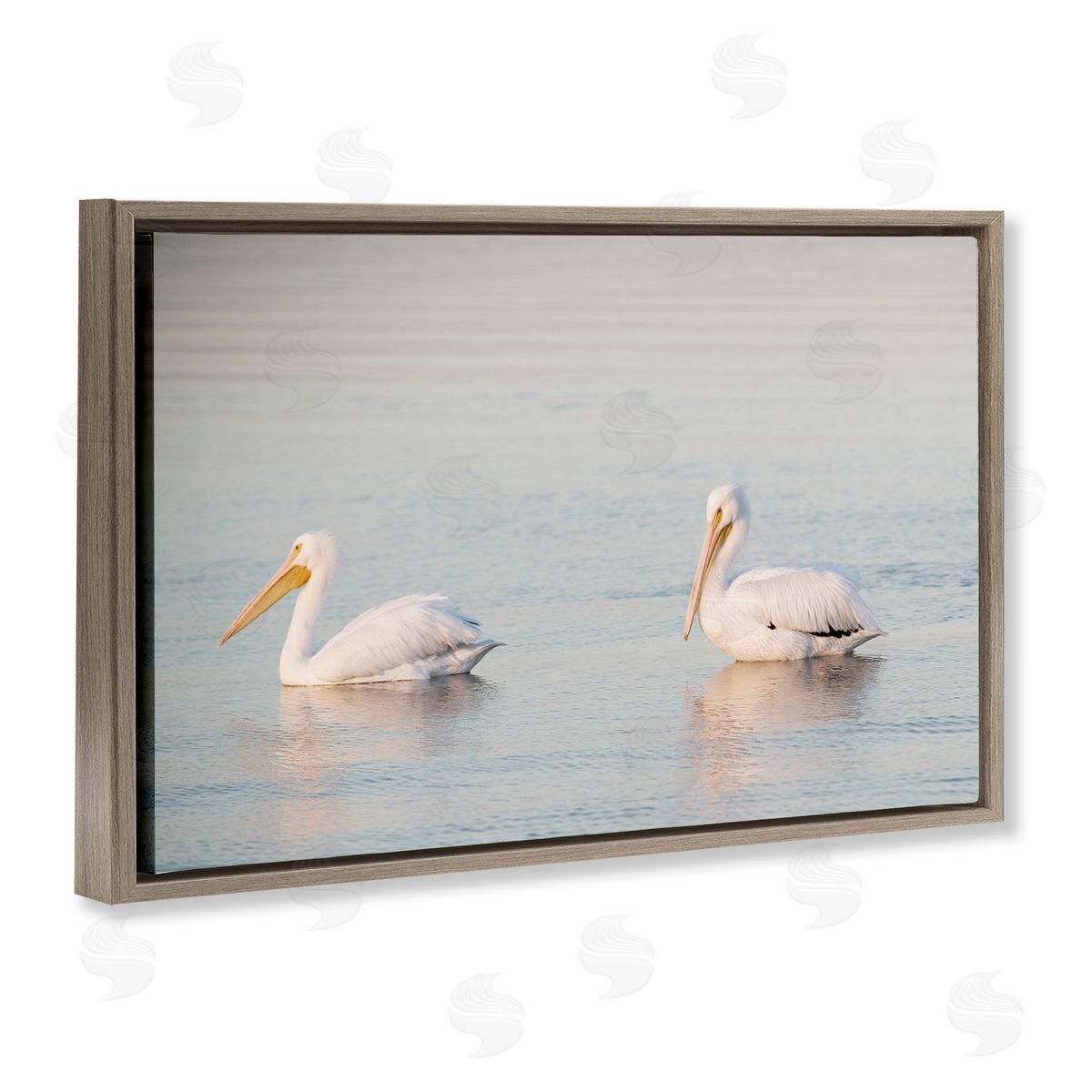 Pelicans on Calm Waters Brown Floating Frame Canvas Wall Art, Home Decor by Danita Delimont