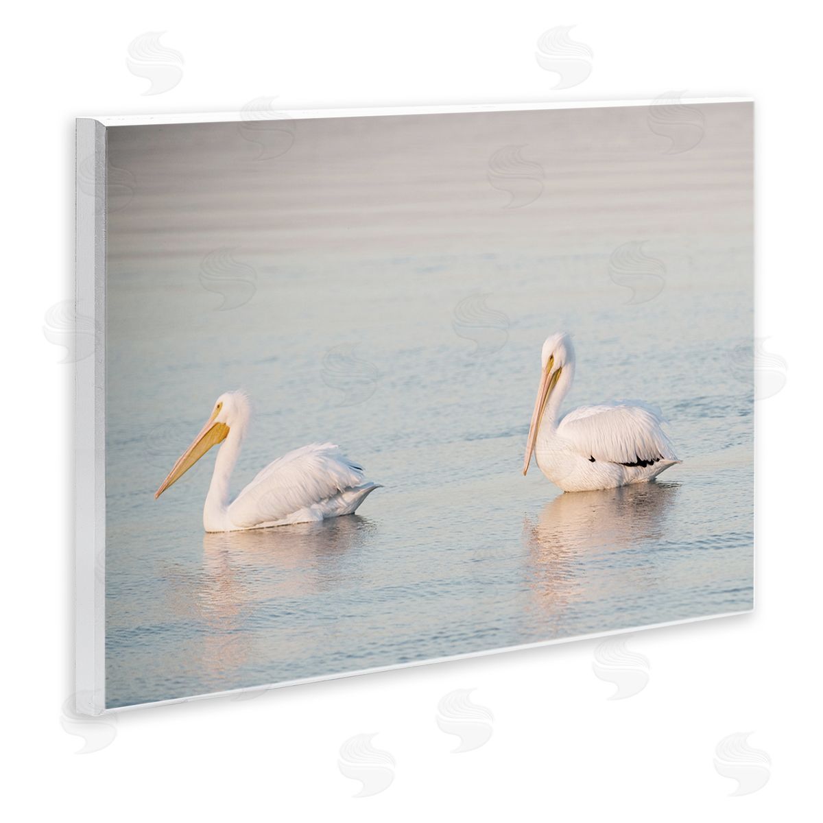 Pelicans on Calm Waters Wood Plaque Wall Art, Home Decor by Danita Delimont