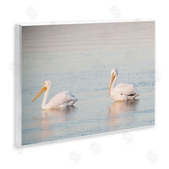 Danita Delimont | Pelicans on Calm Waters