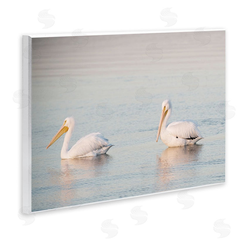 Danita Delimont | Pelicans on Calm Waters