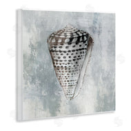 Eli Jones | Organic Cowrie Shell