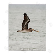 Crystal Lynn Collins | Pelican Over Sea