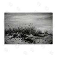 Crystal Lynn Collins | Point Reyes Beach Dunes