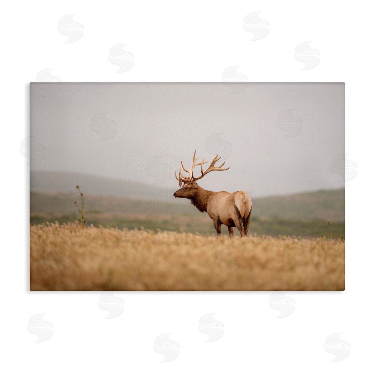 Tule Elk Photography Canvas Wall Art, Home Decor by Crystal Lynn Collins