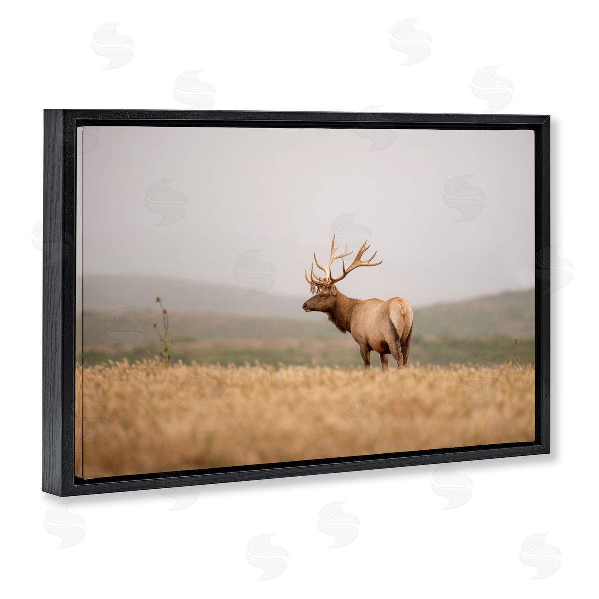 Tule Elk Photography Black Floating Frame Canvas Wall Art, Home Decor by Crystal Lynn Collins
