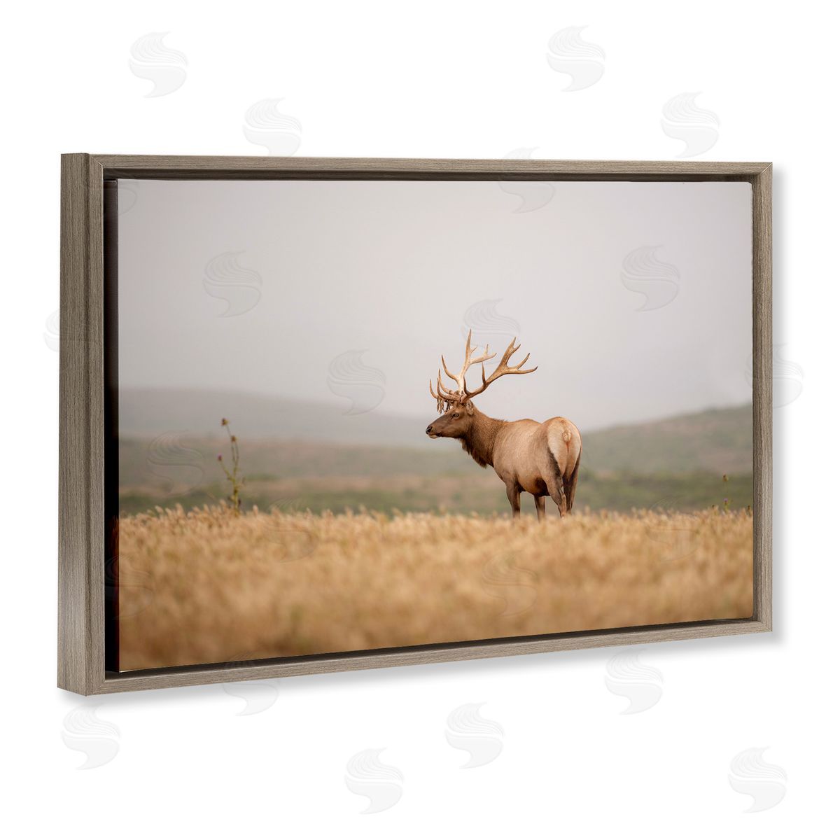 Tule Elk Photography Brown Floating Frame Canvas Wall Art, Home Decor by Crystal Lynn Collins