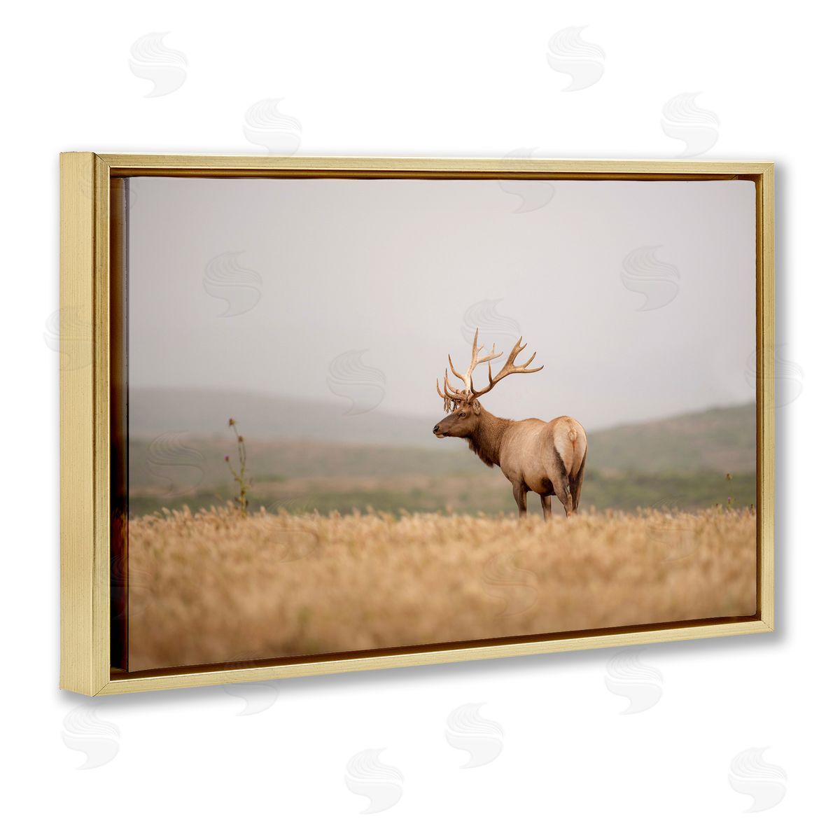 Tule Elk Photography Gold Floating Frame Canvas Wall Art, Home Decor by Crystal Lynn Collins