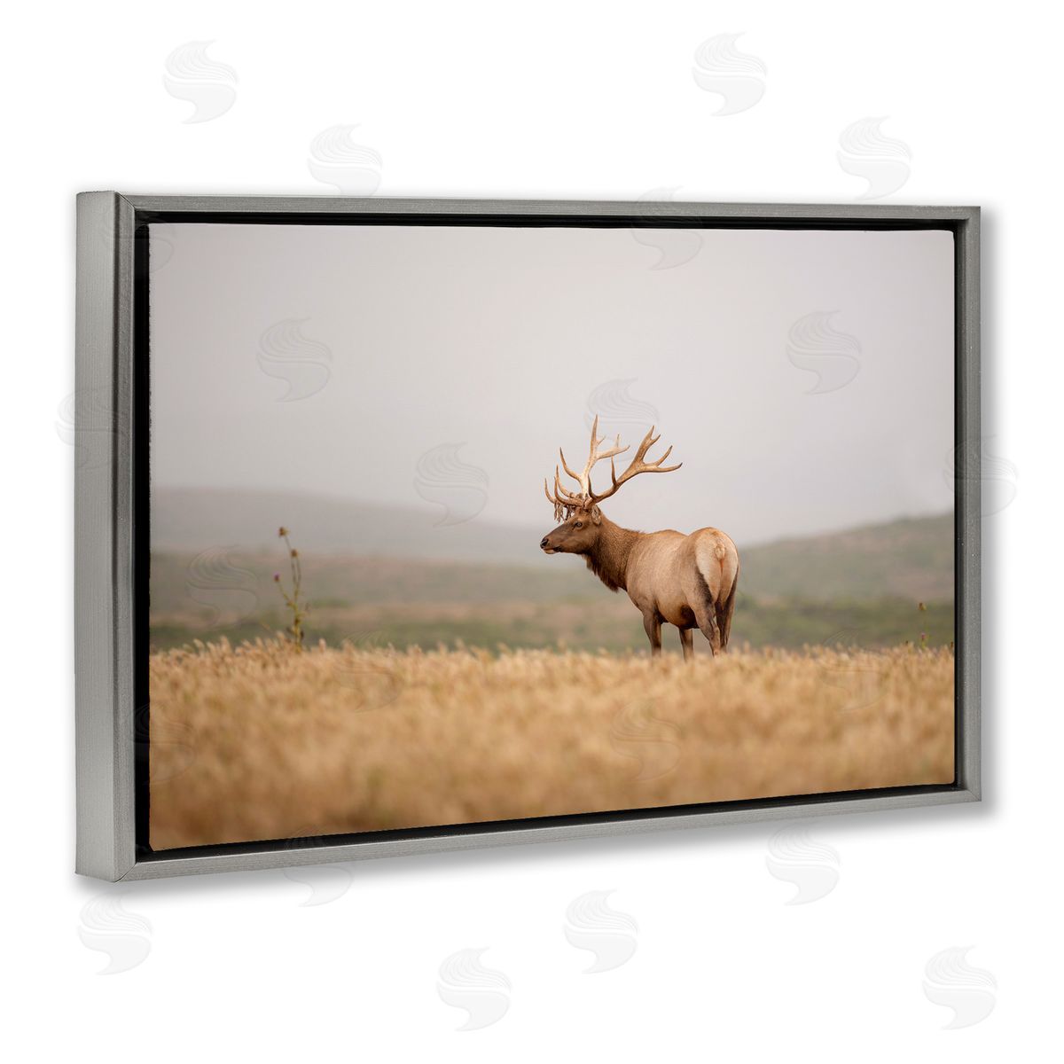 Tule Elk Photography Grey Floating Frame Canvas Wall Art, Home Decor by Crystal Lynn Collins