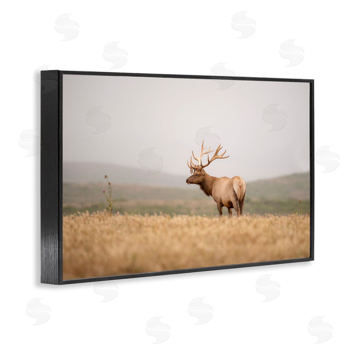 Tule Elk Photography Black Frame Print Wall Art, Home Decor by Crystal Lynn Collins