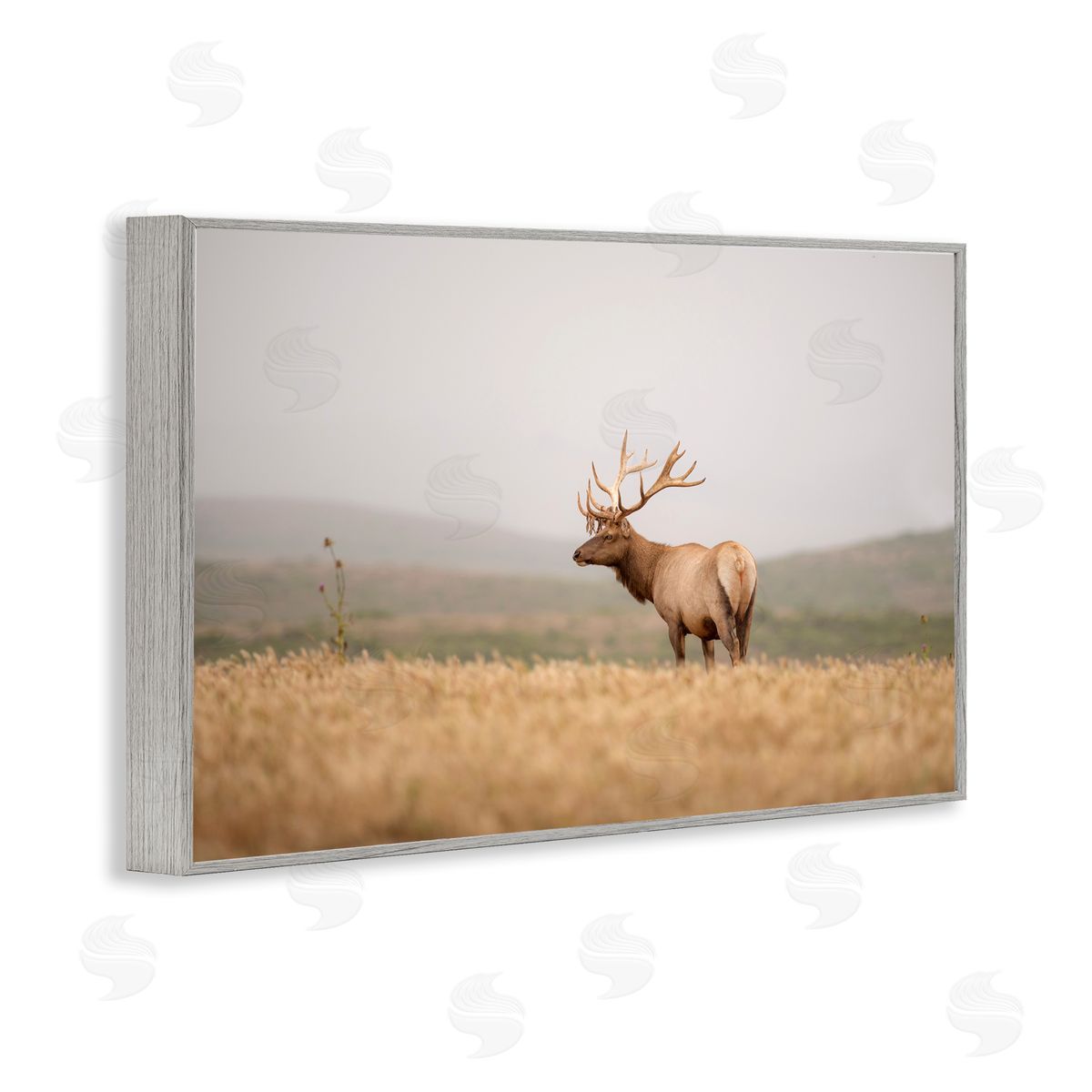 Tule Elk Photography Grey Frame Print Wall Art, Home Decor by Crystal Lynn Collins