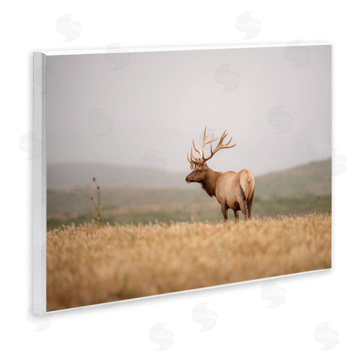 Tule Elk Photography Wood Plaque Wall Art, Home Decor by Crystal Lynn Collins