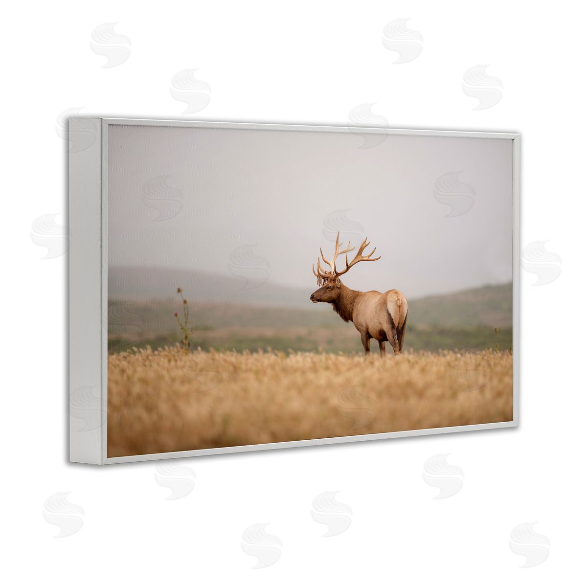 Tule Elk Photography White Frame Print Wall Art, Home Decor by Crystal Lynn Collins