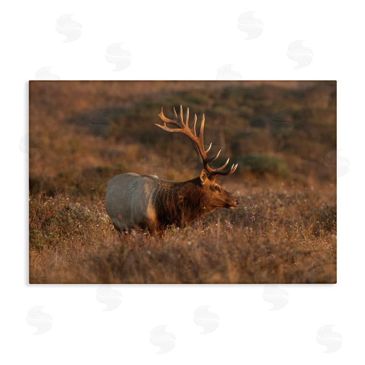 Roaming Elk Photography Canvas Wall Art, Home Decor by Crystal Lynn Collins