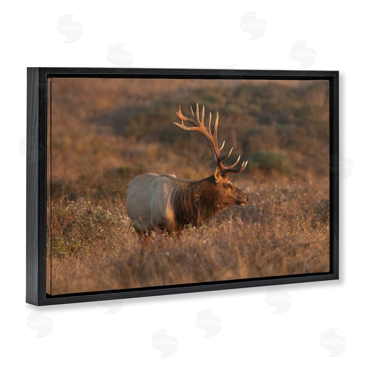 Roaming Elk Photography Black Floating Frame Canvas Wall Art, Home Decor by Crystal Lynn Collins