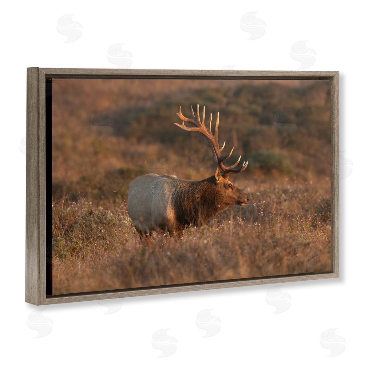 Roaming Elk Photography Brown Floating Frame Canvas Wall Art, Home Decor by Crystal Lynn Collins
