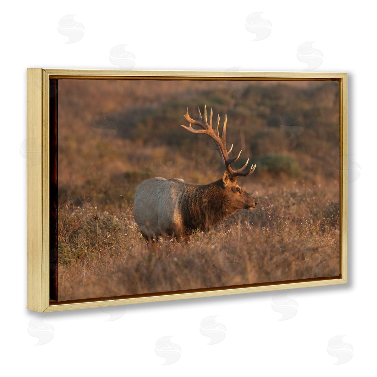 Roaming Elk Photography Gold Floating Frame Canvas Wall Art, Home Decor by Crystal Lynn Collins