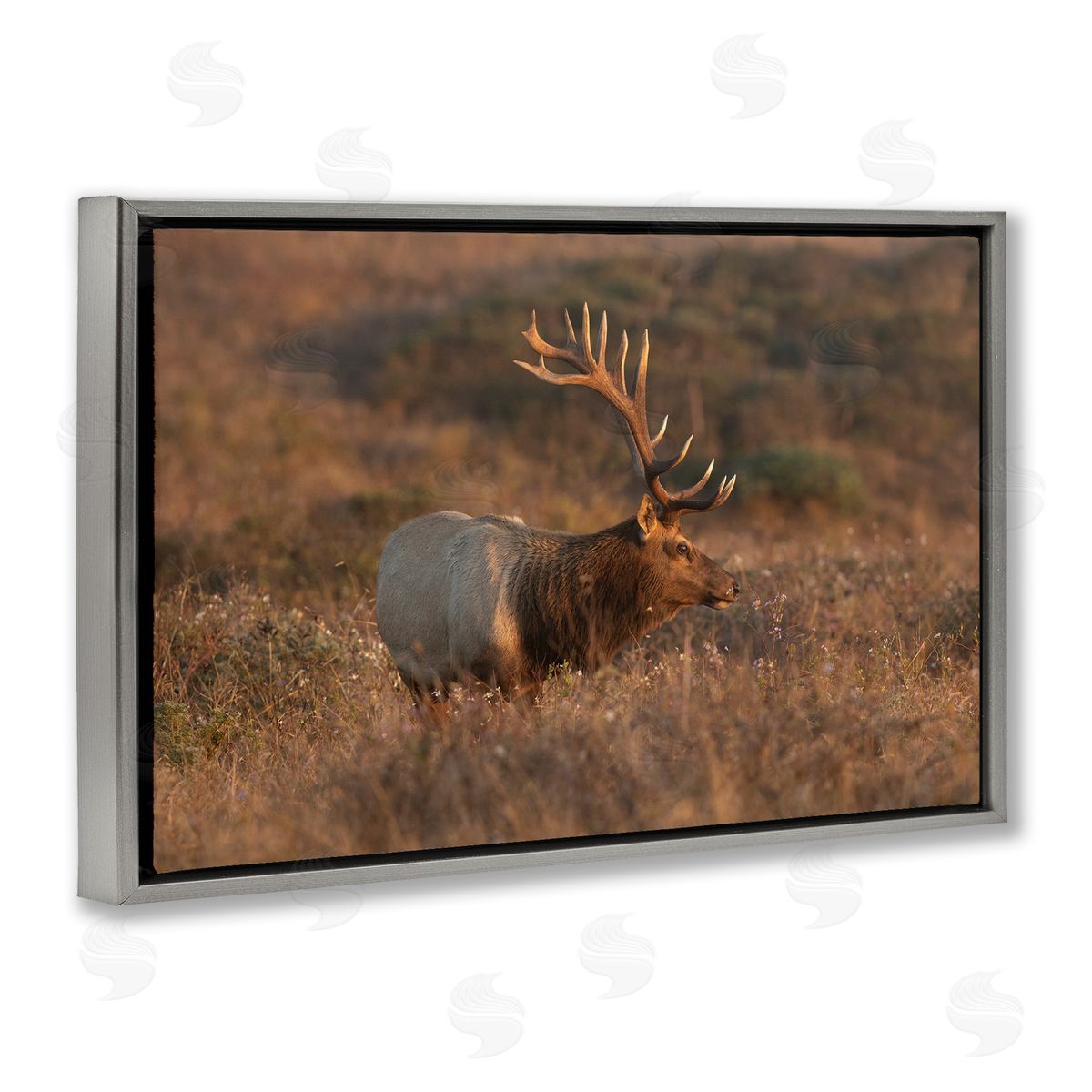 Roaming Elk Photography Grey Floating Frame Canvas Wall Art, Home Decor by Crystal Lynn Collins
