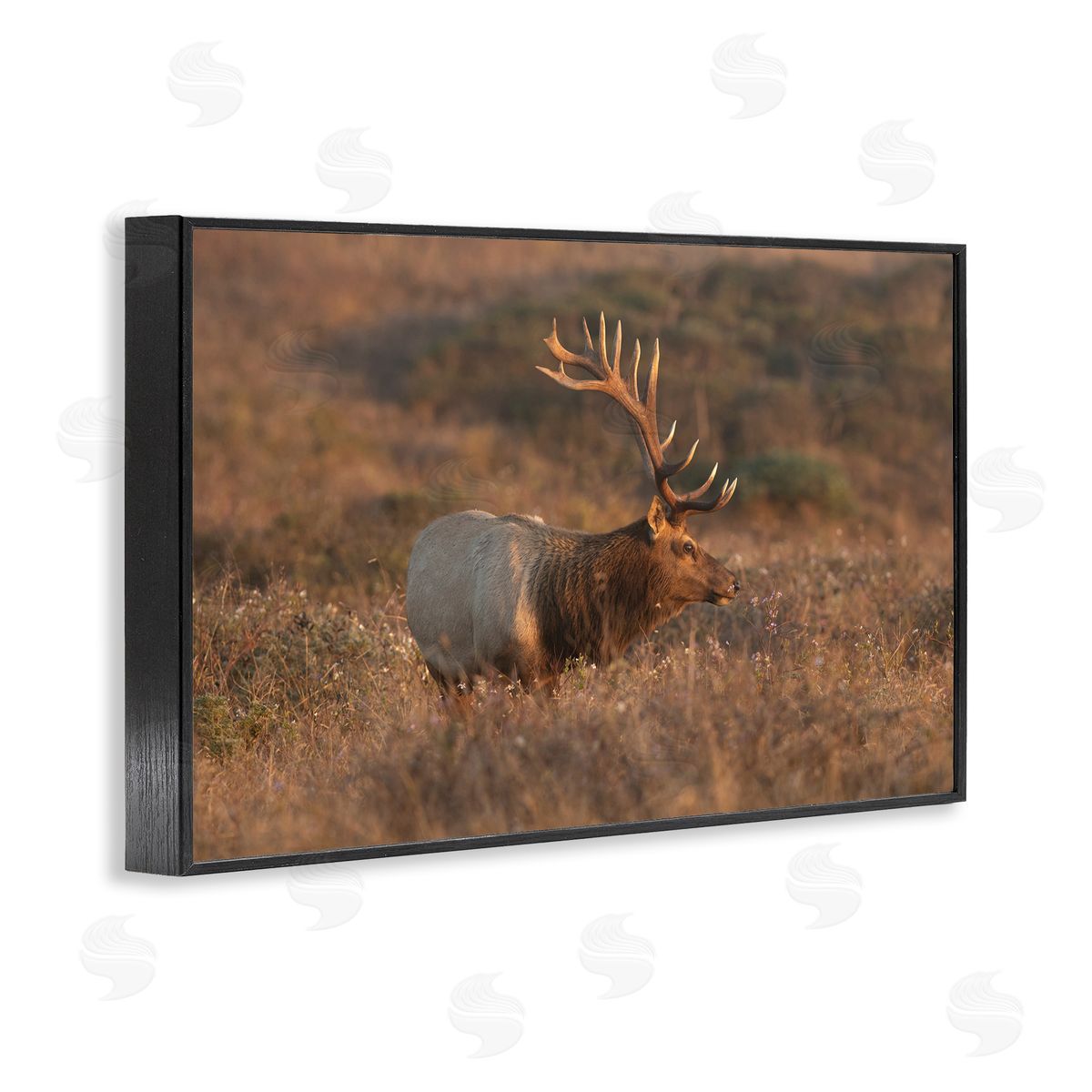 Roaming Elk Photography Black Frame Print Wall Art, Home Decor by Crystal Lynn Collins