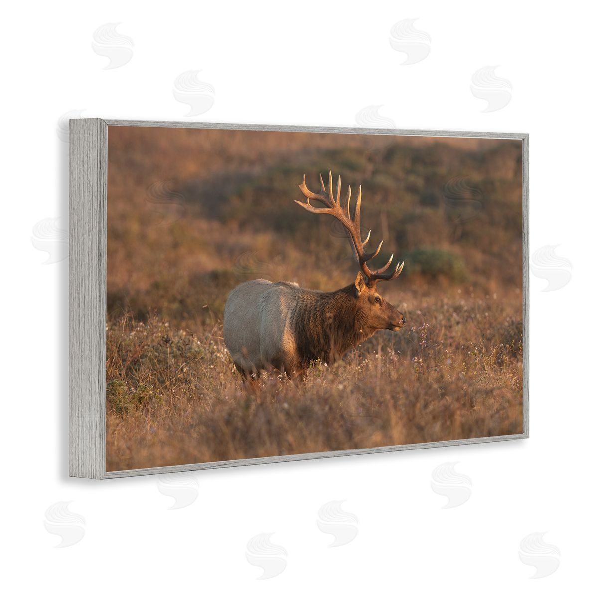 Roaming Elk Photography Grey Frame Print Wall Art, Home Decor by Crystal Lynn Collins