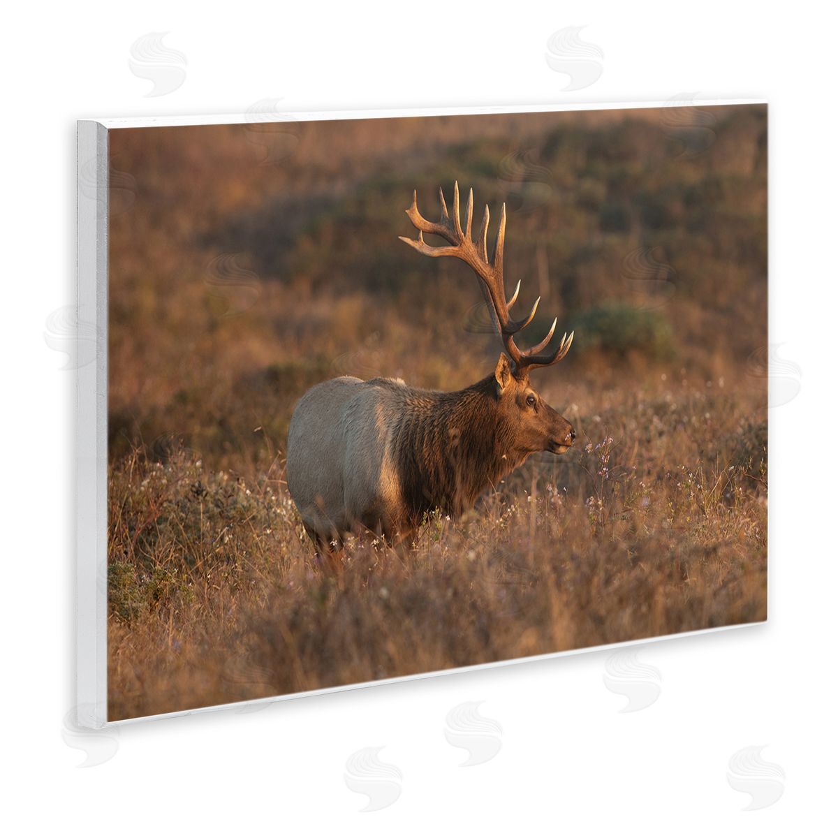Roaming Elk Photography Wood Plaque Wall Art, Home Decor by Crystal Lynn Collins