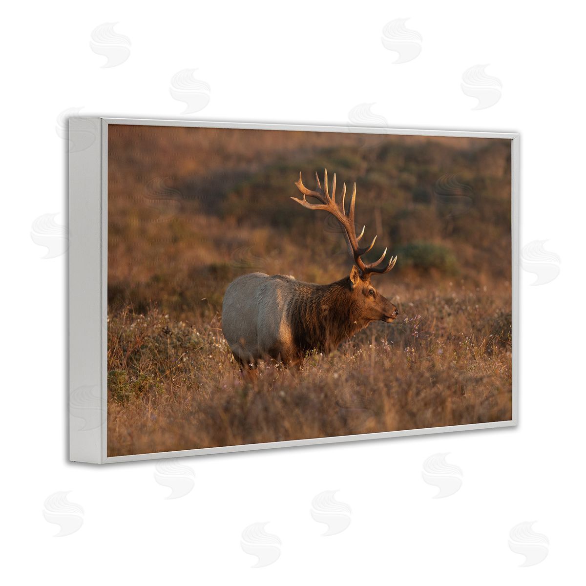 Roaming Elk Photography White Frame Print Wall Art, Home Decor by Crystal Lynn Collins
