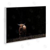 Nathan Larson | Dark Contrast Highland Cow