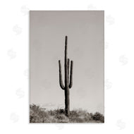 Nathan Larson | Clear Afternoon Cactus