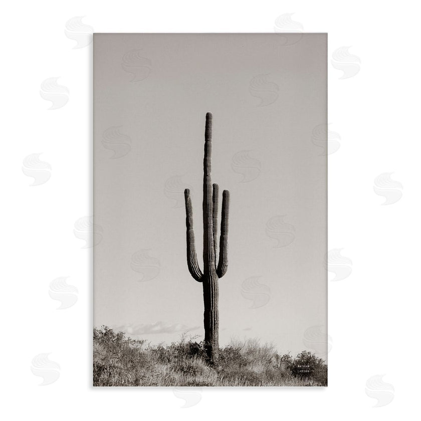 Nathan Larson | Clear Afternoon Cactus