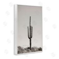Nathan Larson | Clear Afternoon Cactus