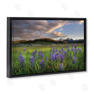 Alan Majchrowicz | Lavender Bloom Meadows