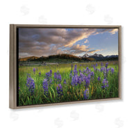 Alan Majchrowicz | Lavender Bloom Meadows