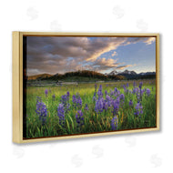 Alan Majchrowicz | Lavender Bloom Meadows