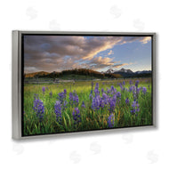 Alan Majchrowicz | Lavender Bloom Meadows
