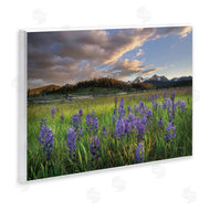 Alan Majchrowicz | Lavender Bloom Meadows