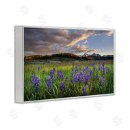 Alan Majchrowicz | Lavender Bloom Meadows