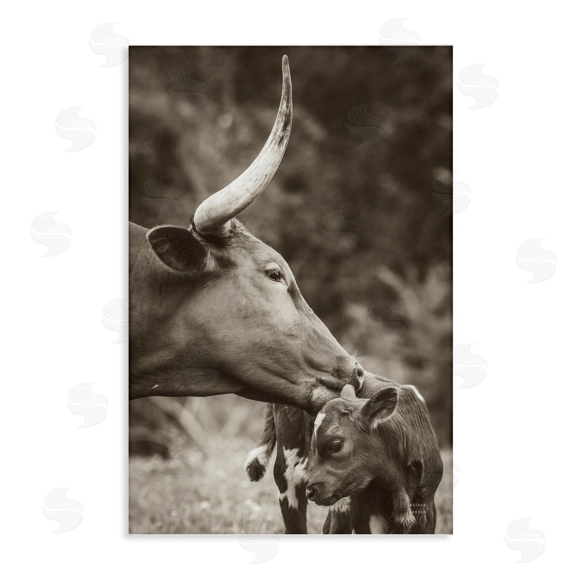 Longhorn Kissing Baby Canvas Wall Art, Home Decor by Nathan Larson