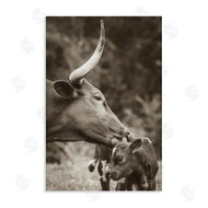 Nathan Larson | Longhorn Kissing Baby