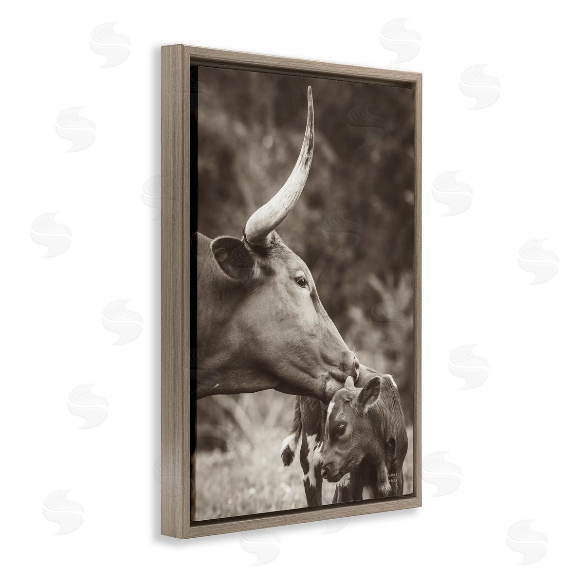Longhorn Kissing Baby Brown Floating Frame Canvas Wall Art, Home Decor by Nathan Larson