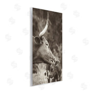 Nathan Larson | Longhorn Kissing Baby
