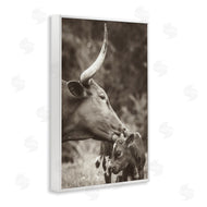 Nathan Larson | Longhorn Kissing Baby