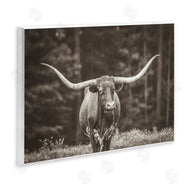Nathan Larson | Longhorn Among Flowers